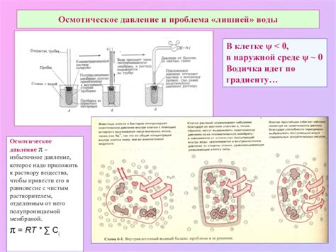 Как работает осмотическое давление в клетке растений