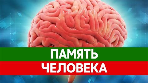 Как работает память в организме