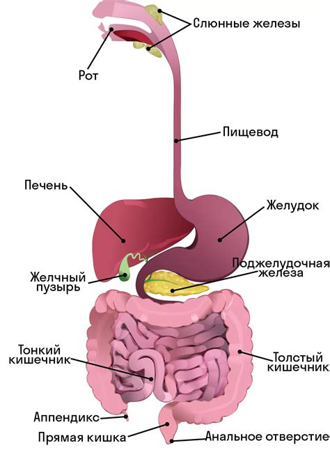 Как работает пищеварительная система