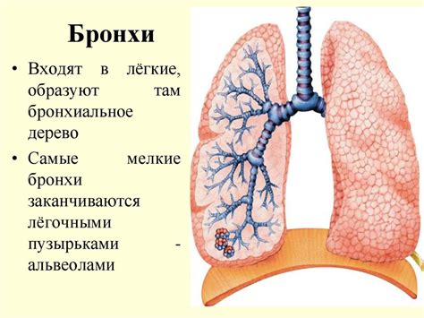 Как работают бронхи: роли и значение