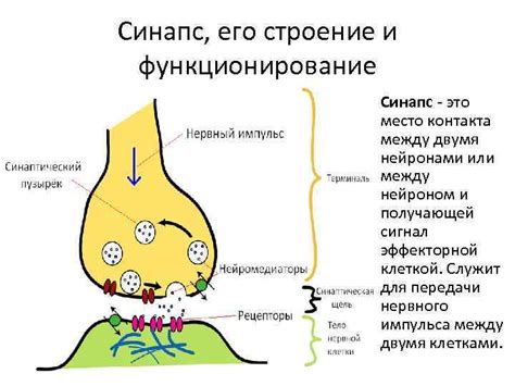 Как работают механизмы контакта между нейронами