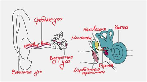 Как работают наушники костной проводимости