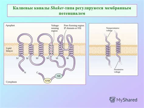 Как работают плавильные калиевые каналы