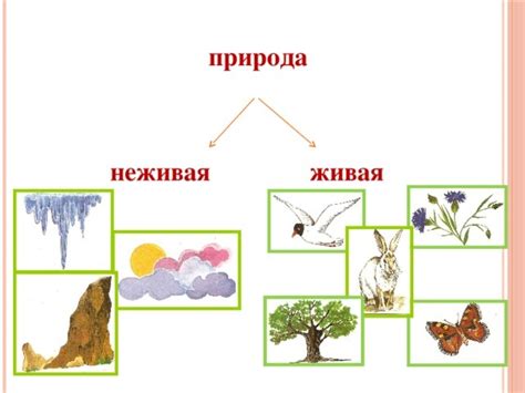 Как рассказать детям о различиях между живой и неживой природой