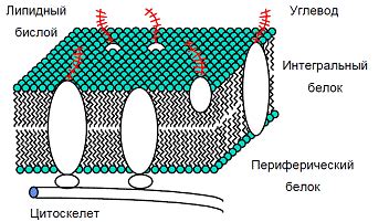 Как растворимость жиров влияет на образование клеточных мембран