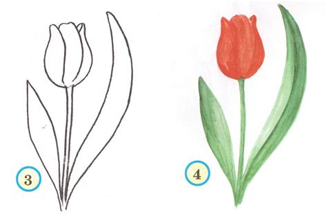 Как рисовать контур тюльпана