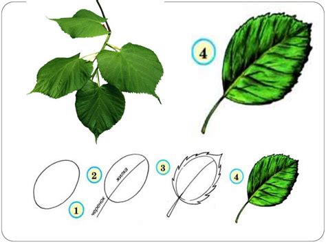 Как рисовать листья дерева