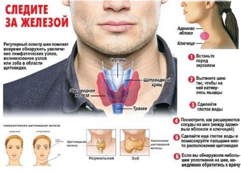 Как самостоятельно проверить щитовидку в домашних условиях