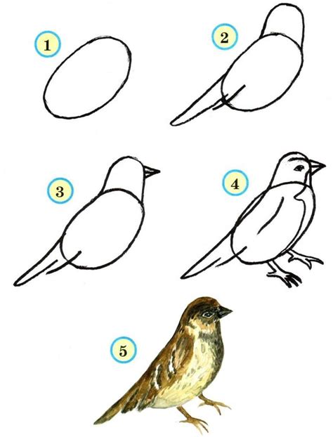 Как создать реалистичный рисунок птицы: уроки и советы