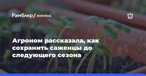 Как сохранить гиацинт до следующего сезона цветения