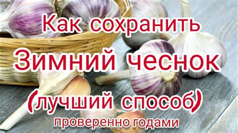 Как сохранить зимний чеснок