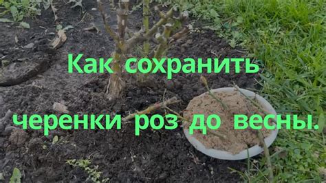 Как сухо сохранить черенки до весны