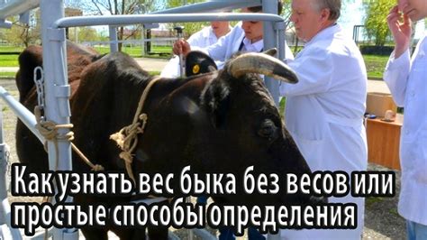 Как узнать вес быка без весов