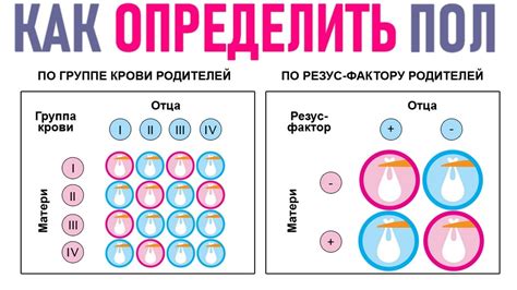 Как узнать пол ребенка по животу: методы и признаки определения пола плода