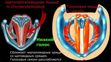 Как улучшить голосовые связки