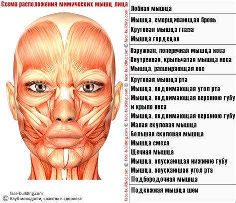 Как усилить мышцы лица: эффективные упражнения