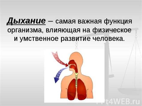 Как утробное дыхание влияет на раннее развитие легких