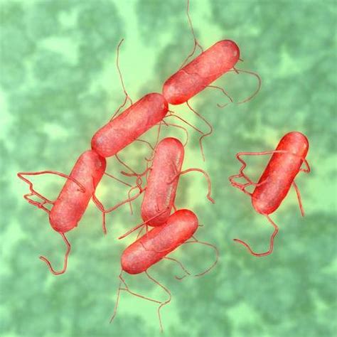 Как Enterobacter cloacae обнаруживается в кале?