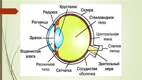 Калибровка глазного трекера