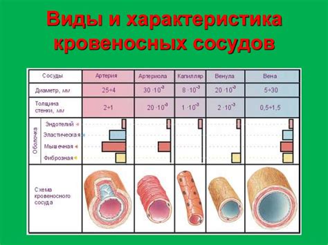 Капилляры: ключевые элементы сосудистой системы