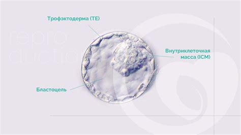 Качественная оценка ооцитов