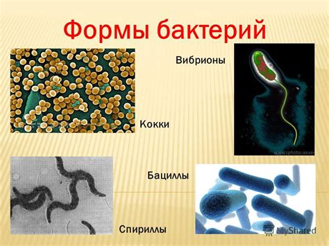 Кислотность среды и ее значение для роста кокки бактерий