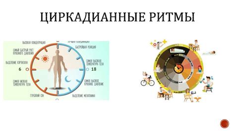 Классификация биологических ритмов