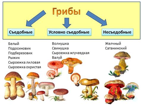 Классификация грибов по основным признакам