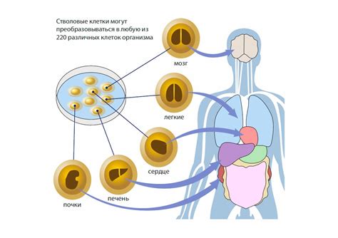 Классификация клеточных типов: стволовые, полустволовые и унипотентные