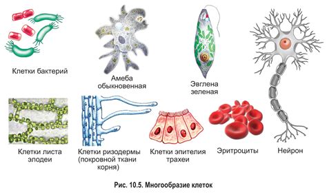 Клетка растений и наследственная информация