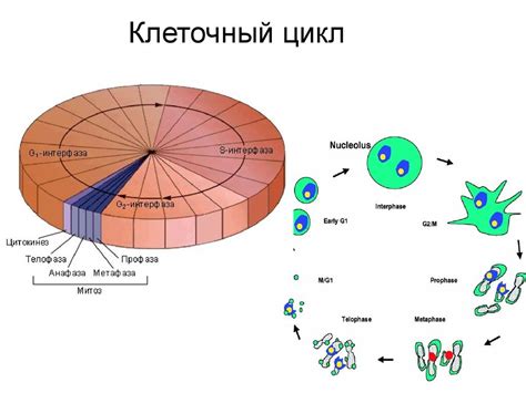 Клетки: открытие новой единицы организации жизни