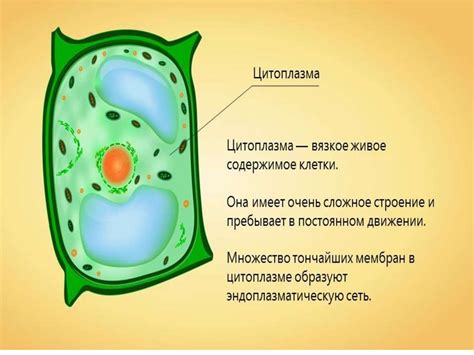 Клетки растений: основные структурные компоненты