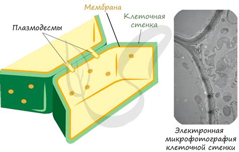 Клеточная стенка - защита и поддержка клетки растения