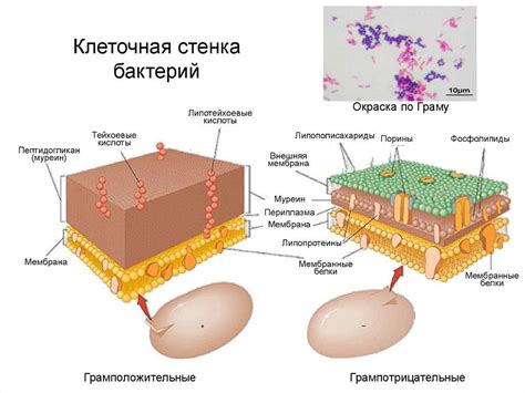 Клеточные стенки