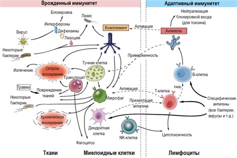 Клеточный иммунитет против вирусов