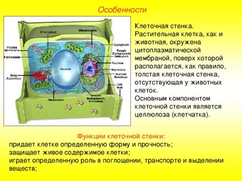 Клетчатка в растительной клетке