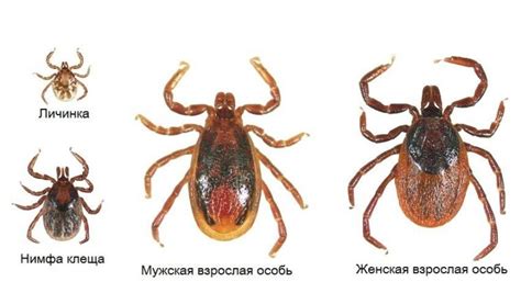 Клещи - опасная угроза для собак