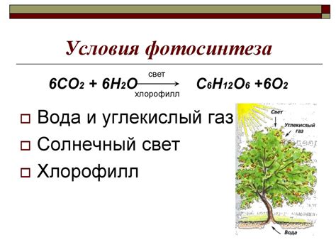 Климатические условия и фотосинтез