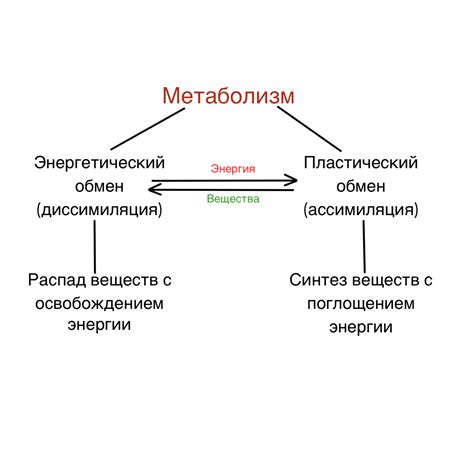 Ключевое значение белка для метаболизма