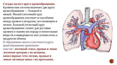 Ключевой момент круга кровообращения