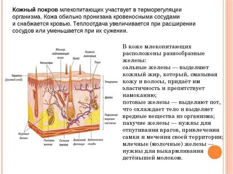 Кожный покров гидры: строение и важные функции