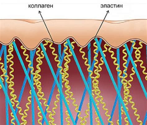 Коллаген и эластин