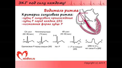 Комплексное руководство по ЭКГ для начинающих