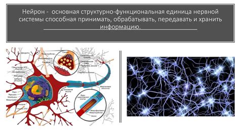 Комплексность связей между участками мозга