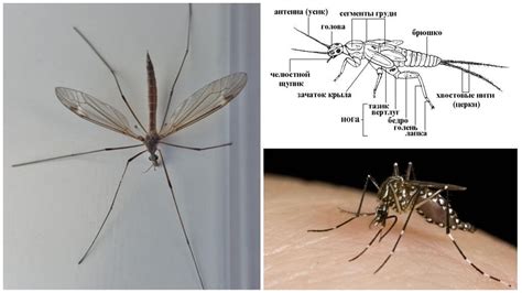 Компоненты головы комара: назначение и особенности