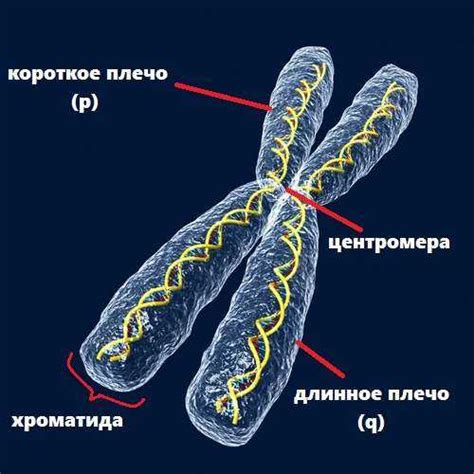 Компоненты деспирализованных хромосом