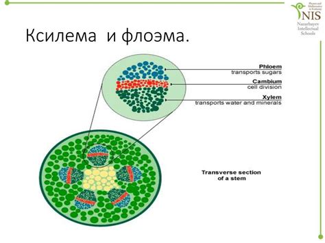 Компоненты флоэмы