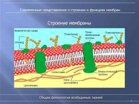 Контроль и защита мембраны 5 класс