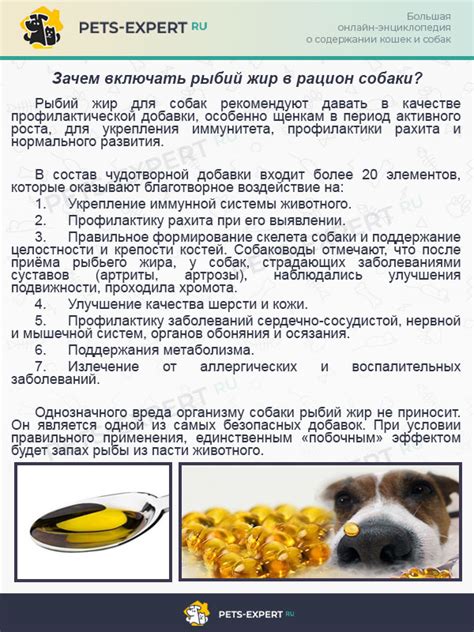 Кормление лабрадора кашами и отварным мясом