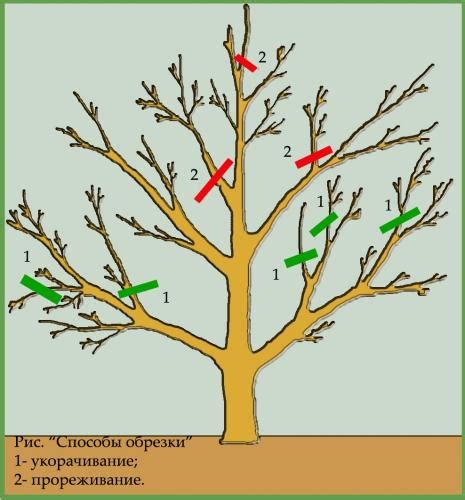 Корректная обрезка и формирование кроны